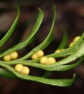 蕨類,Tmesipteris oblanceolata,基因組,健力士世界紀錄,DNA